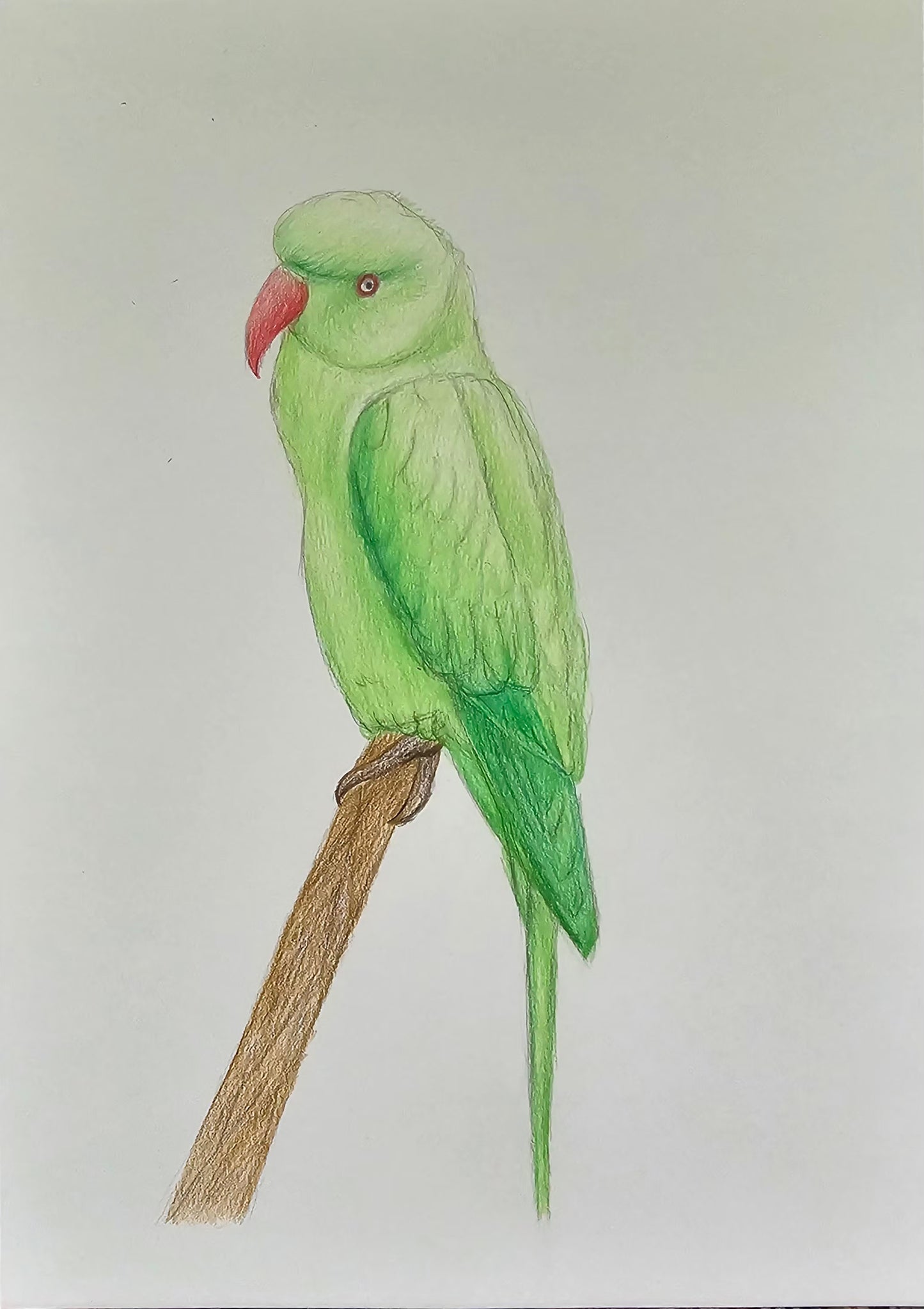Indian Ringneck Parrot Art Print