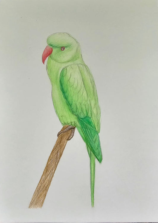 Indian Ringneck Parrot Original Artwork